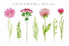 Image result for Pink Wildflowers and Stem