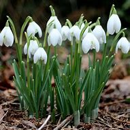 Image result for Galanthus Wifi Tombe la Neige