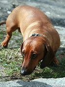 Image result for Sausage Dog Colours