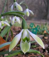 Image result for Galanthus Cowhouse Green