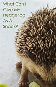 Image result for Hedgehog Natural Food