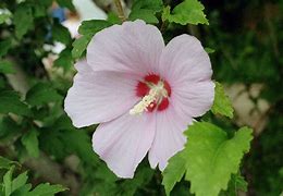 Image result for Hibiscus syriacus Freedom