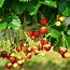 Image result for Strawberry Bushes