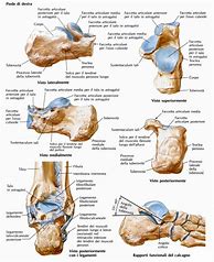 Image result for aclncag�ino