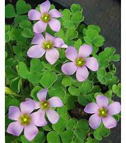 Oxalis zeekoevleyensis に対する画像結果