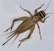 Image result for Cricket Bugs Insects