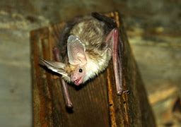 Image result for Palid Bat Hanging Upside Down
