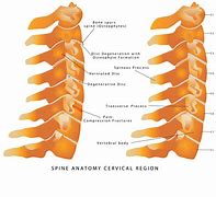 Image result for Cervical Spine Disc