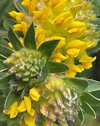 Image result for Kidney Vetch