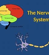 Image result for Nervous System Graphic Organizer