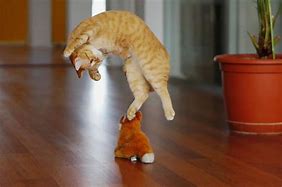 Image result for Happy Cat Jumping