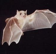 Image result for Albino Bat Ace Ventura