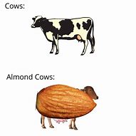 Image result for Almond Milk Cow Meme