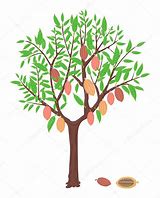 Image result for Cocoa Tree Images