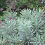 Image result for Euphorbia characias Wilcott ® (SILVER SWAN)