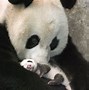 Image result for Giant Panda Bear Eating Bamboo