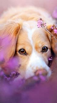 Image result for Dog Phone Wallpaper iPhone