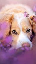 Image result for iPhone Dog Zzz