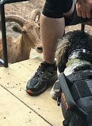 Image result for Los Angeles Zoo Service Dog