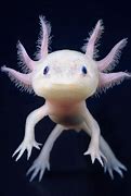 Image result for Cute Sea Creatures