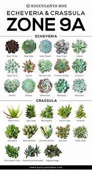 Image result for Succulent Plant Types Names