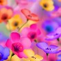 Image result for Multi Flower Wallpaper