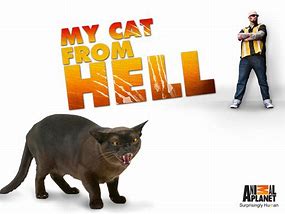 Image result for My Cat From Hell Pink Car
