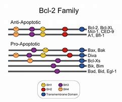 Image result for Bcl-2 Gene Chromosome