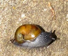 Image result for Purple Grandpa Snail