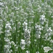 Image result for Lavandula angustifolia Alba