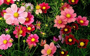 Image result for Pink Cosmos Flowers