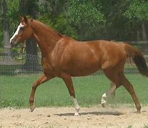 Image result for Pied Thoroughbred Horse