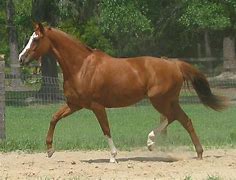Image result for Brown Thoroughbred Horse