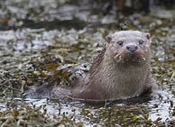 Image result for Otter Young Man