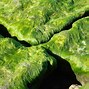 Image result for Moss-Covered Rocks