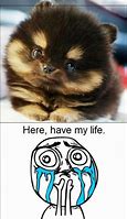 Image result for Cuteness Overload Meme