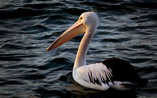 Image result for Giant Pelican