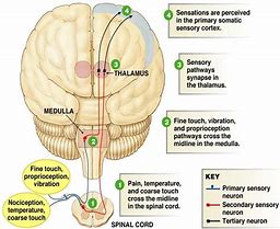 Image result for Sensory Neuron Pathway