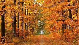 Image result for 8K Autumn Wallpaper