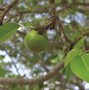 Image result for Manchineel Plant