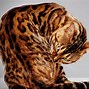 Image result for Largest House Cat