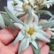 Image result for Leontopodium alpinum Blossom of Snow