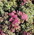 Image result for Sedum cyaneum Sachalin