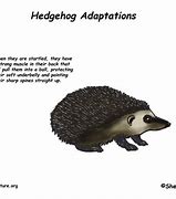 Image result for Hedgehog Adaptations