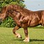 Image result for Strong Horse Breeds