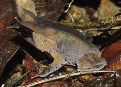 Image result for Malaysian Leaf Frog