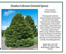 Image result for Picea Orientalis Shadows Broom
