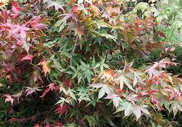 Image result for Acer palmatum Osakazuki