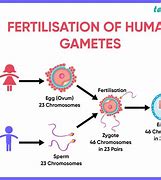 Image result for Male Gamete Cell