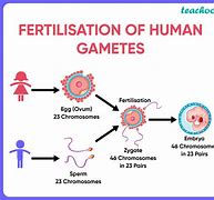 Image result for Show the Gametes